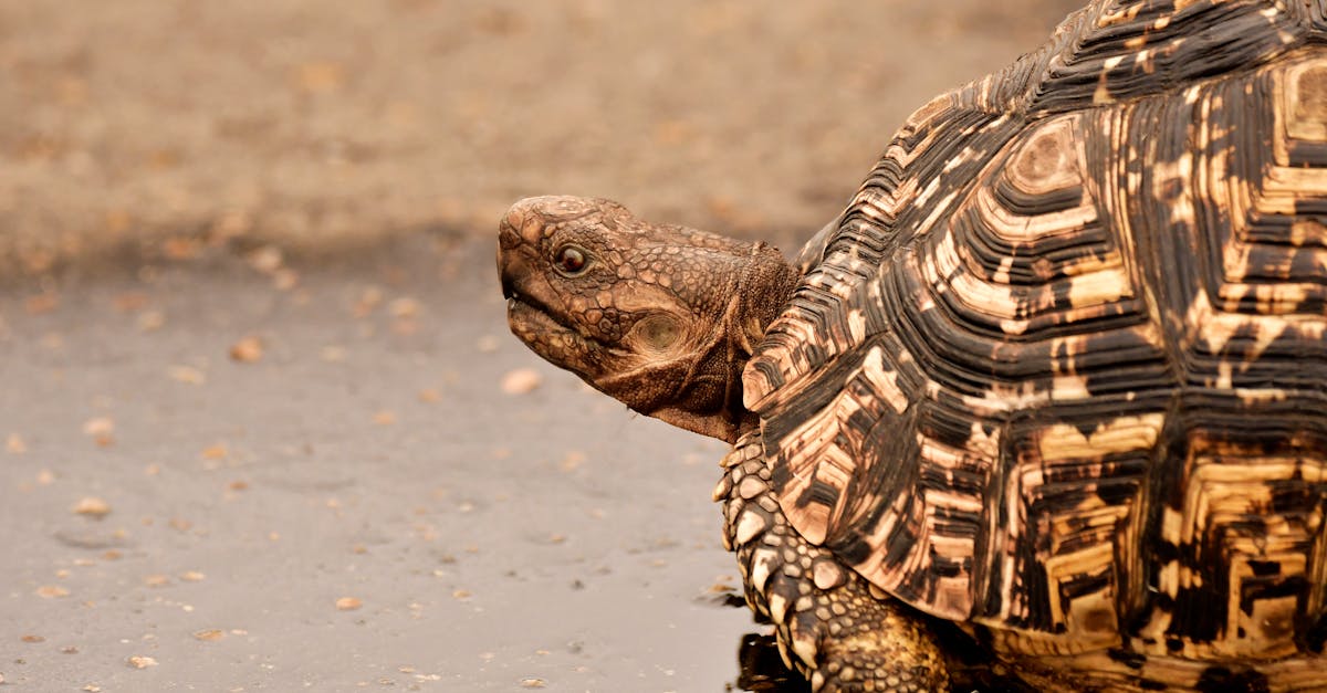 Brown Tortoise on Wet Surface