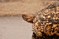 南非博卡鲁地区，一只豹龟正穿过潮湿的人行道