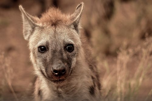 Free Intense close-up of a spotted hyena (Crocuta crocuta) in the Bo-Karoo, North Cape, South Africa. Stock Photo