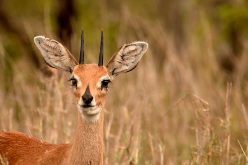 Selective Focus Photography of Brown Deer