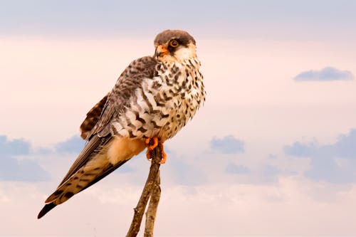 Brown Short Peak Bird Perch Sur Une Branche D'arbre Brun