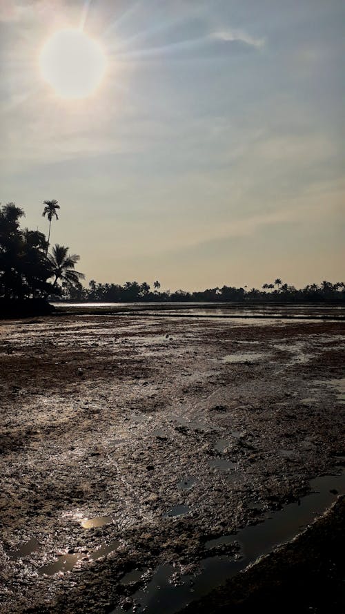 Free stock photo of coconut trees, evening sun, kerala