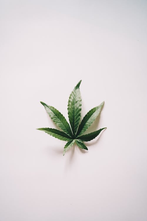 Marijuana Leaf on White Surface
