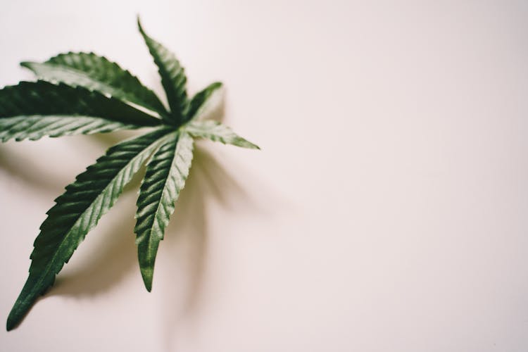 Marijuana Leaf On White Surface