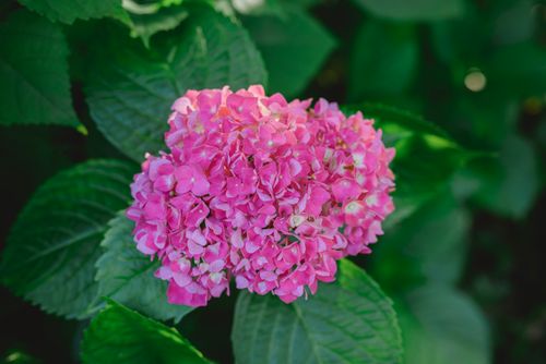 Free A close-up view of a vibrant pink hydrangea flower surrounded by lush green leaves in a summer garden. Stock Photo