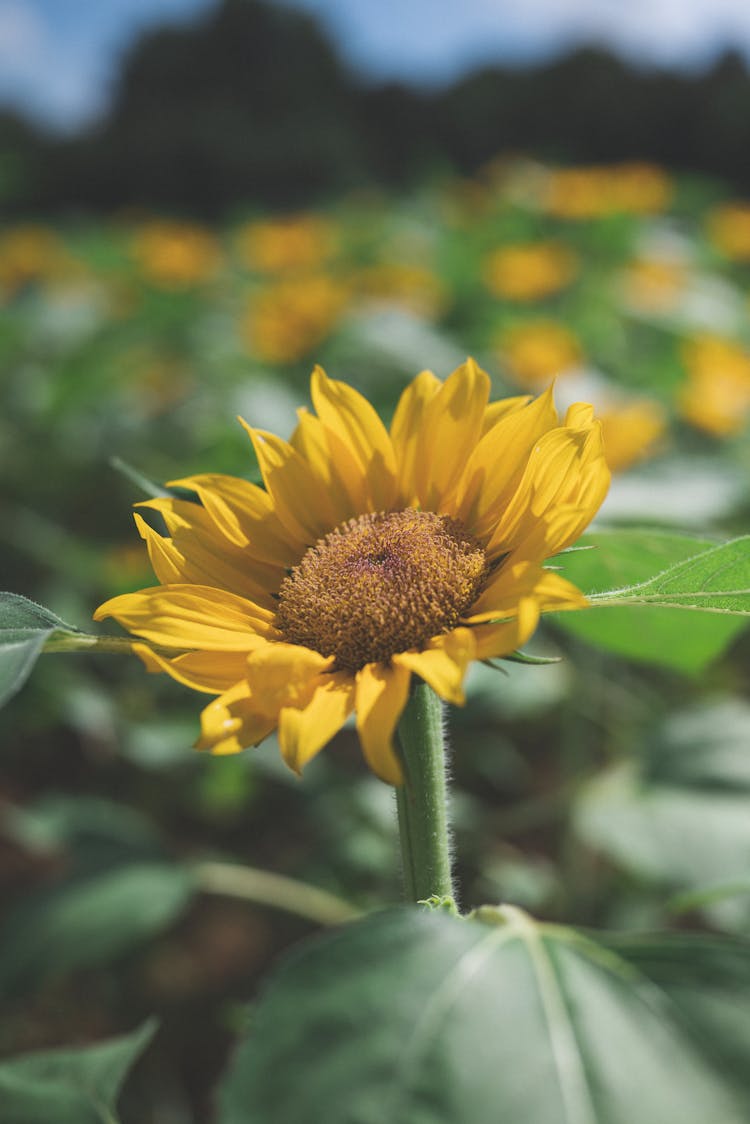 Blooming Sunflower Growing In Crop Field