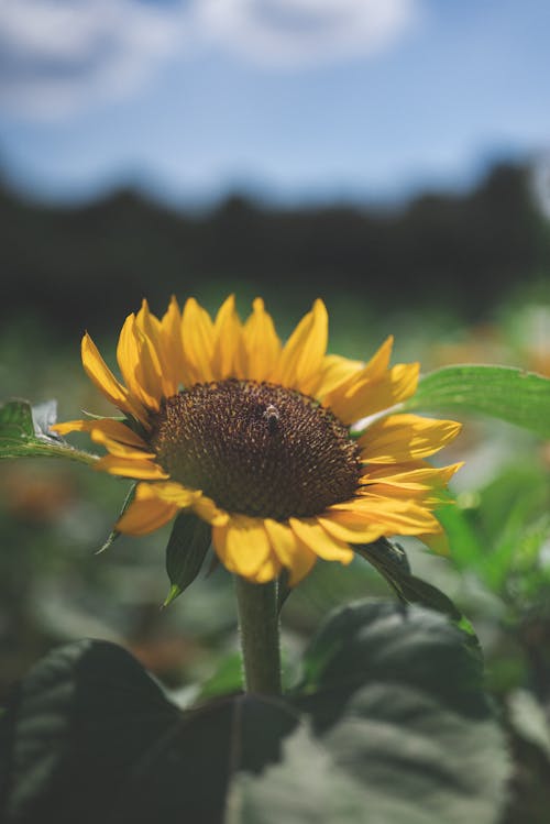 Photo of a Sunflower 