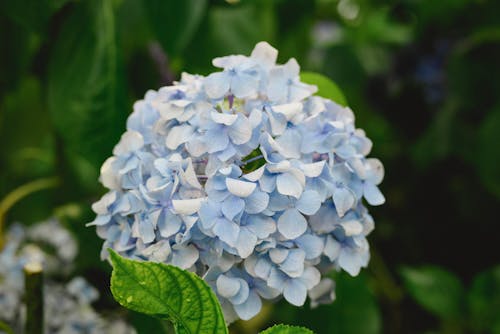 Hydrangea in Close Up Shot