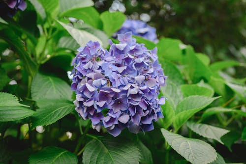 Photo of Purple Flowers