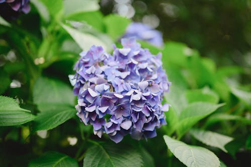 Purple Flower and Green Leaves