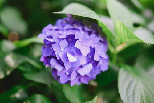 Purple Flower in Macro Shot