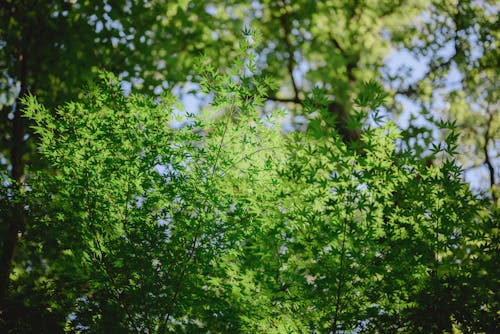 무료 가지, 나무, 나뭇잎의 무료 스톡 사진