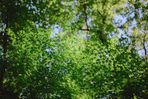 Foliage on Trees