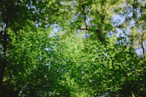 Free Vibrant green leaves of trees in a sun-dappled forest, creating a serene natural scene. Stock Photo
