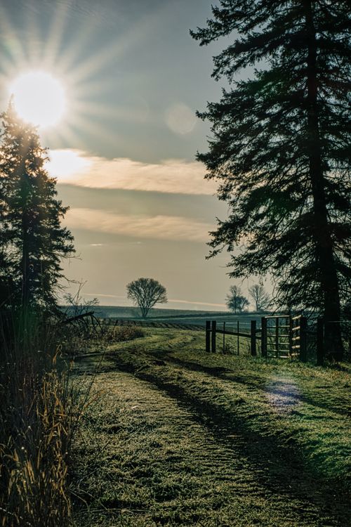 Free A scenic view of a sunlit countryside path with trees and fields in Minnesota. Stock Photo