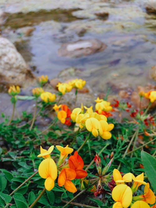 Foto profissional grátis de cores brilhantes, flores bonitas, flores silvestres