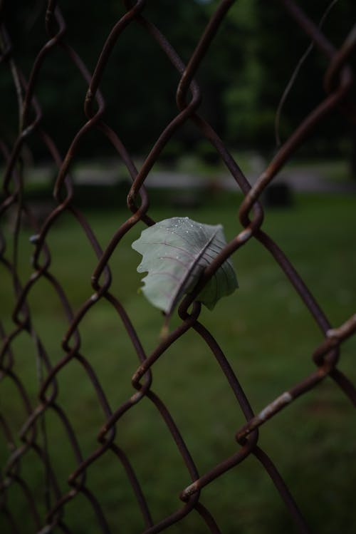 Foto stok gratis daun, fokus selektif, gelap