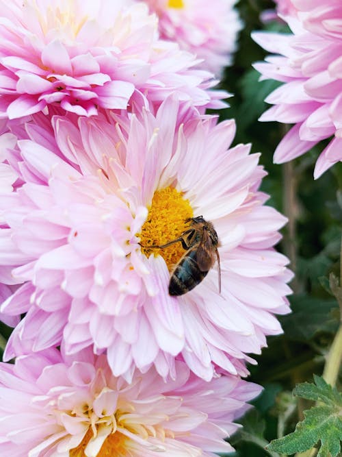 Foto profissional grátis de abelha, flores, flores bonitas