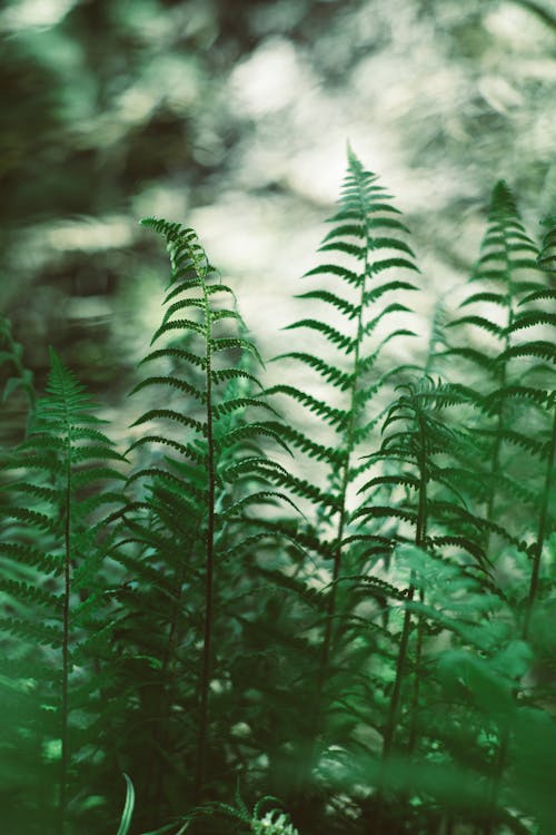 Close Up Photo of Green Ferns