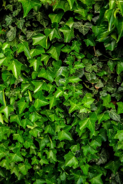 Close Up Photo of Green Plants