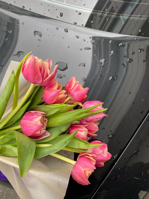 Free Pink Tulips on Black Wet Surface Stock Photo