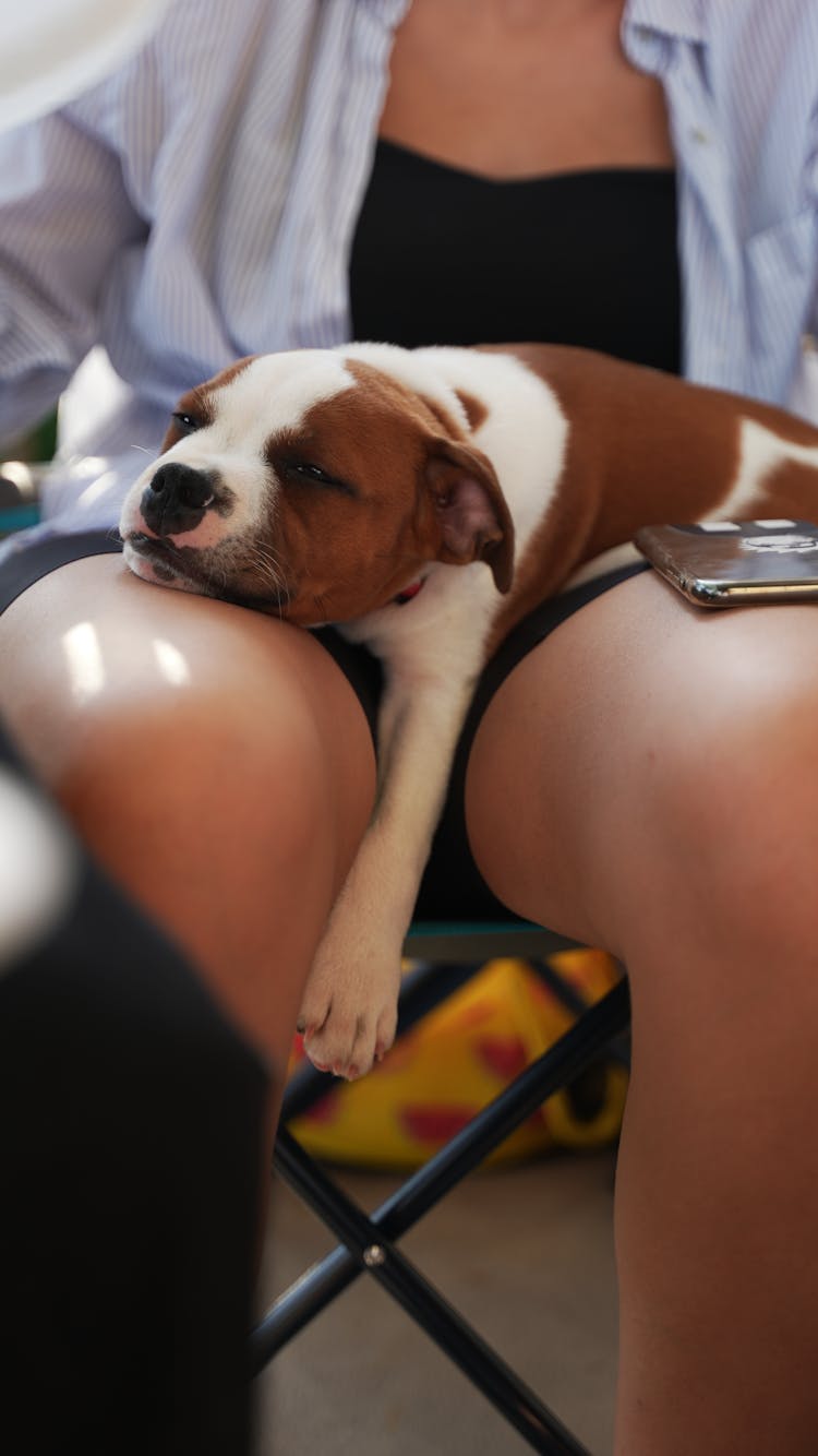 A Puppy Sleeping On A Person's Lap