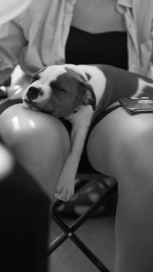 Free Grayscale Photo of a Puppy Sleeping on a Person's Lap Stock Photo