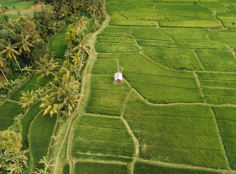 Aerial view of vibrant green rice fields with a lone house and palm trees, showcasing serene rural landscape.
