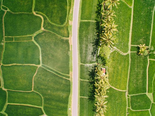 Aerial Photography of Green Agricultural Field