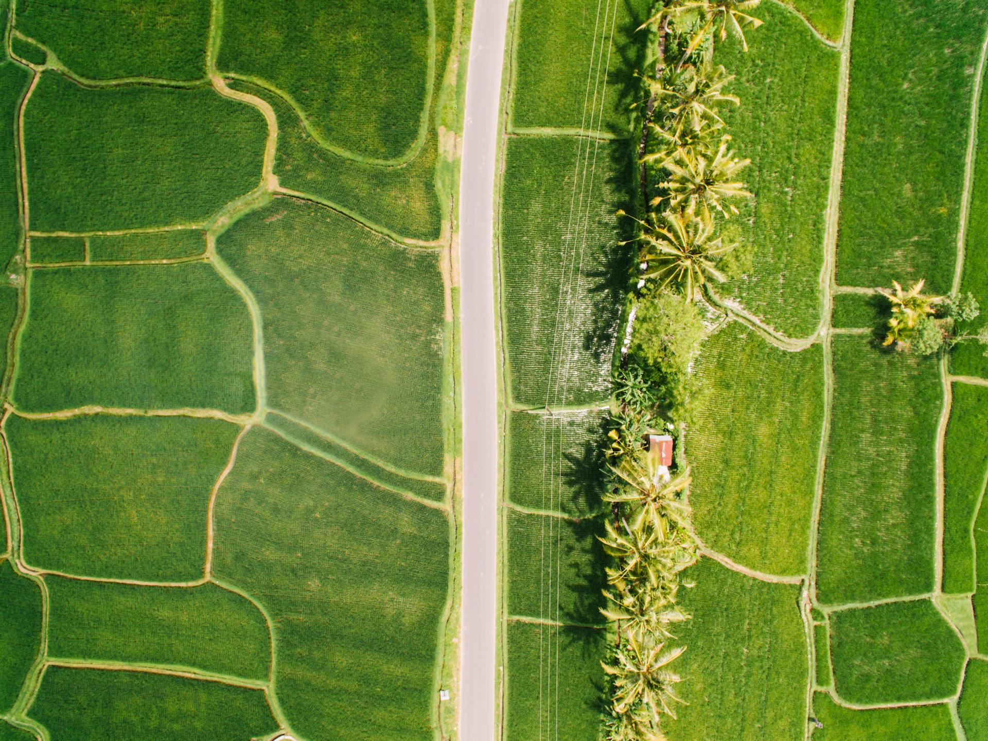 Aerial photo of lush green agricultural fields with a dividing road and palm trees from above.