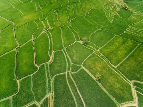 Free Drone Shot of Rice Fields Stock Photo