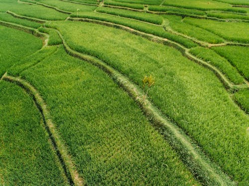 Gratis Foto stok gratis agrikultura, fotografi udara, hijau Foto Stok