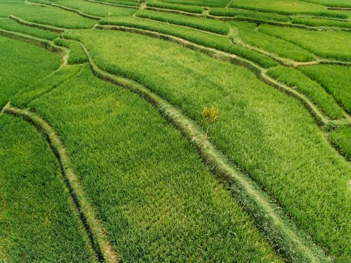 Gratis lagerfoto af agerjord, droneoptagelse, gård