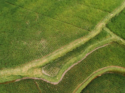 Aerial Shot of Cropland