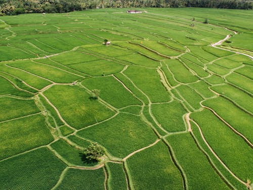 Foto d'estoc gratuïta de agricultura, camp, camps de cultiu