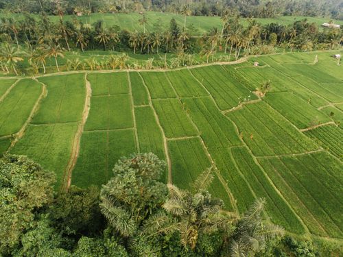 Free Aerial view captures lush green rice fields and palm trees in a serene countryside setting. Stock Photo