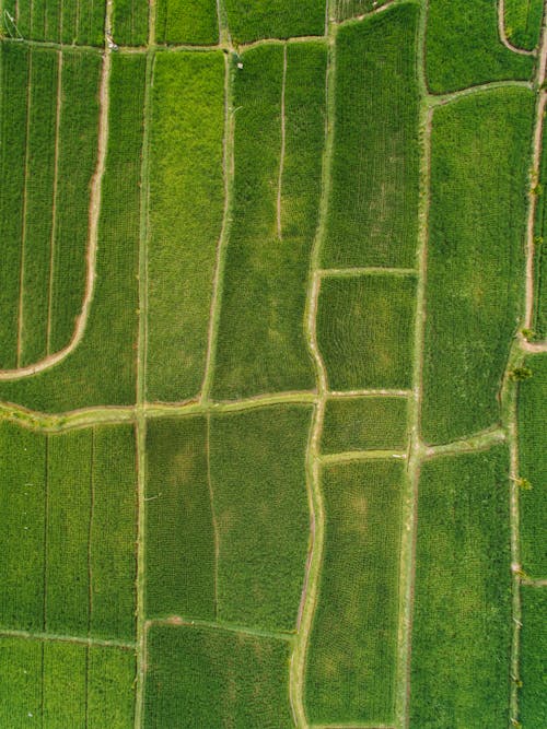 Foto profissional grátis de aerofotografia, agricultura, arrozais