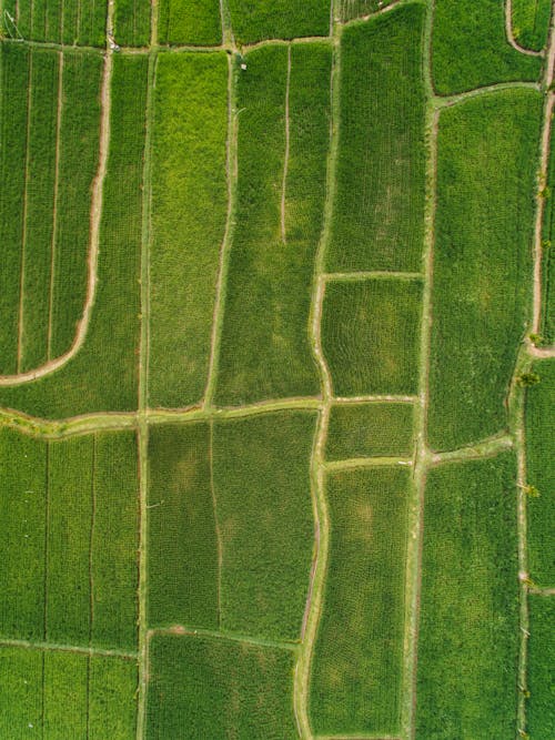 Darmowe zdjęcie z galerii z fotografia lotnicza, gospodarstwo, paddy