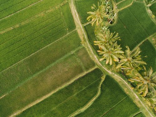 Free Drone aerial view showcasing lush green farmland intersected by dirt paths and palm trees. Stock Photo