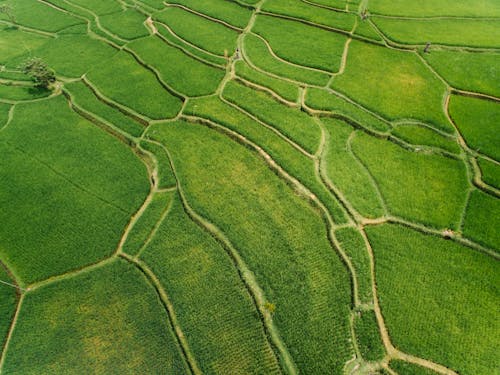 An Aerial Photography of a Green Grass Field