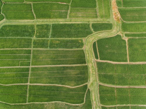Drone Shot of a Cropland