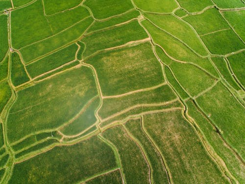 Foto profissional grátis de aerofotografia, agricultura, arrozais