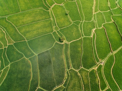 An Aerial Photography of a Green Grass Field