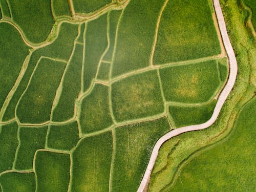 An Aerial Photography of a Road Between the Green Grass Field