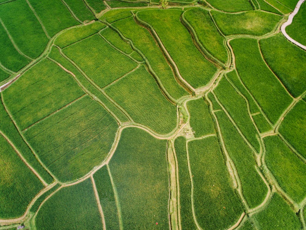 An Aerial Photography of a Green Grass Field