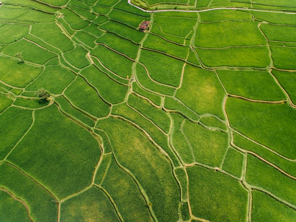 An Aerial Photography of a Cropland
