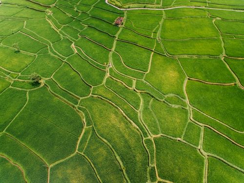 Free Stunning aerial view of vibrant green rice paddies with natural patterns and textures. Stock Photo