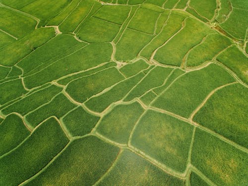 Gratis Foto stok gratis agrikultura, fotografi udara, hijau Foto Stok