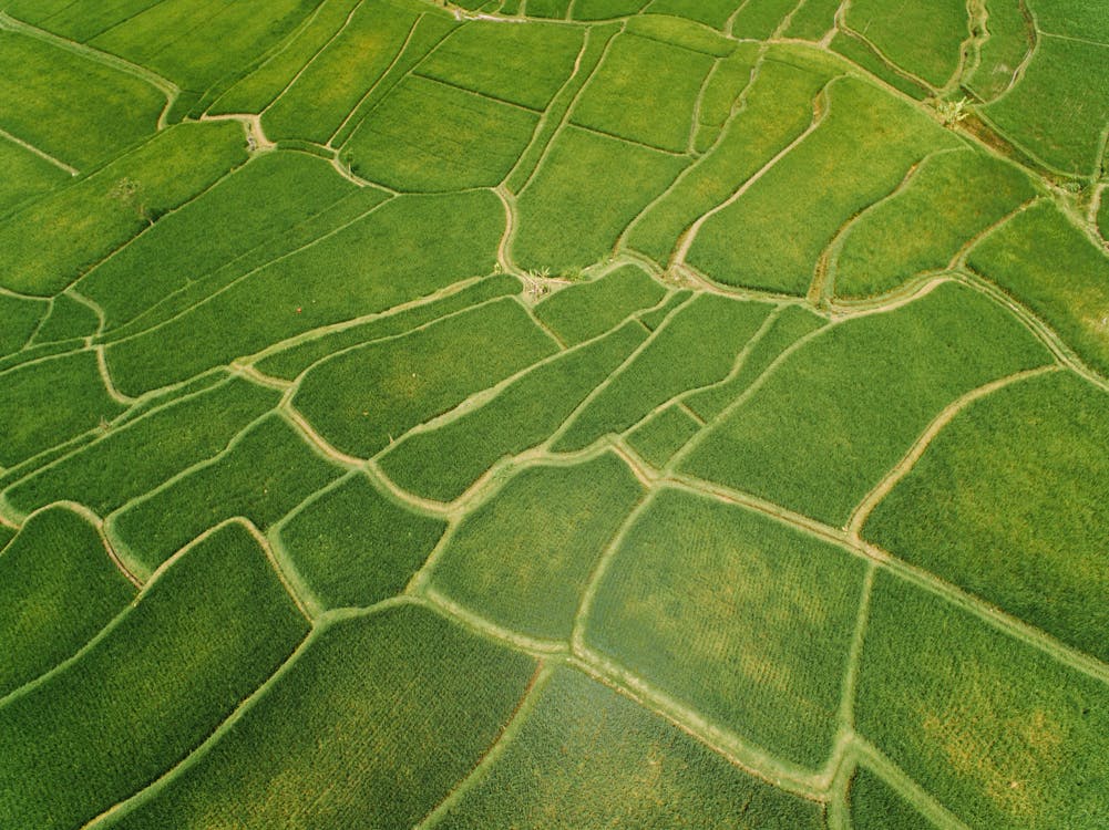 Aerial Photography of Rice Fields