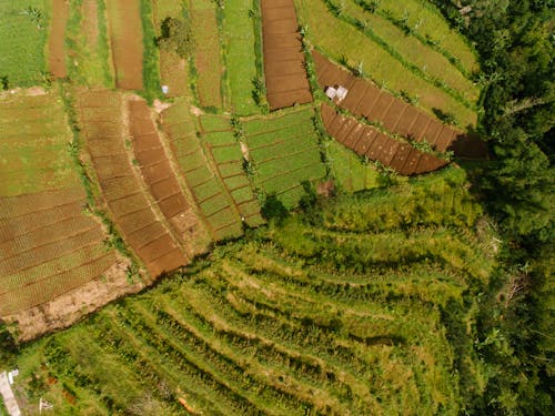 An Aerial Photography of Green Grass Field Near the Green Trees